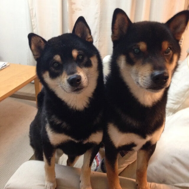 魔法师的终章,哈利伯顿13次手术刀传球撕裂绿军铁幕